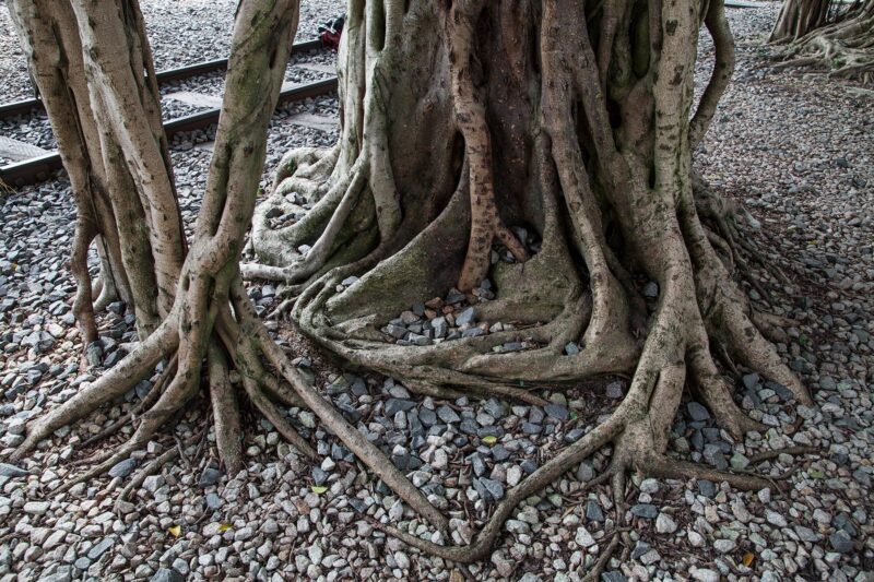Tai Po, racines de Banyan
