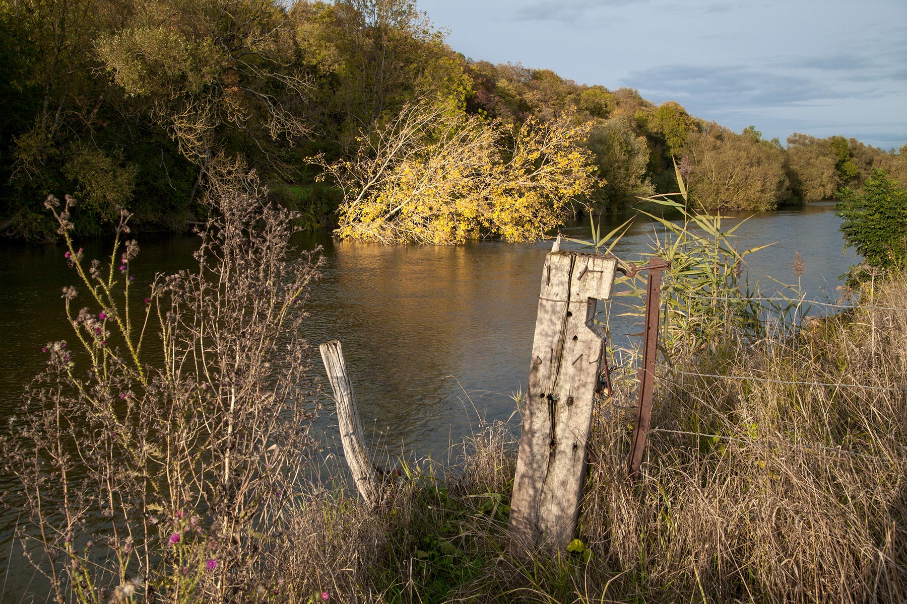 La Meuse à Brasseitte, Meuse - 2020
