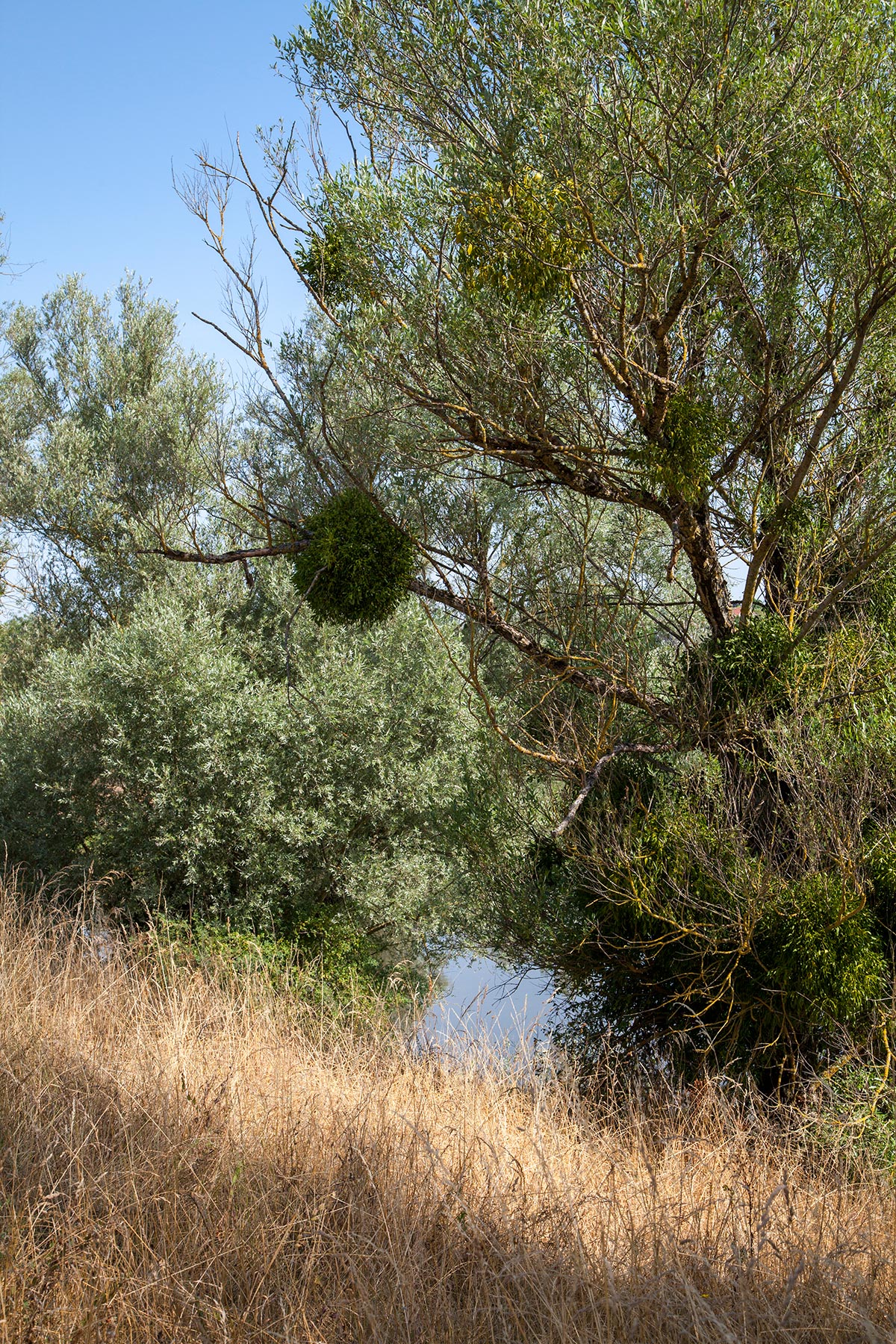 La Moselle à Charmes-sur-Moselle, Vosges - 2019
