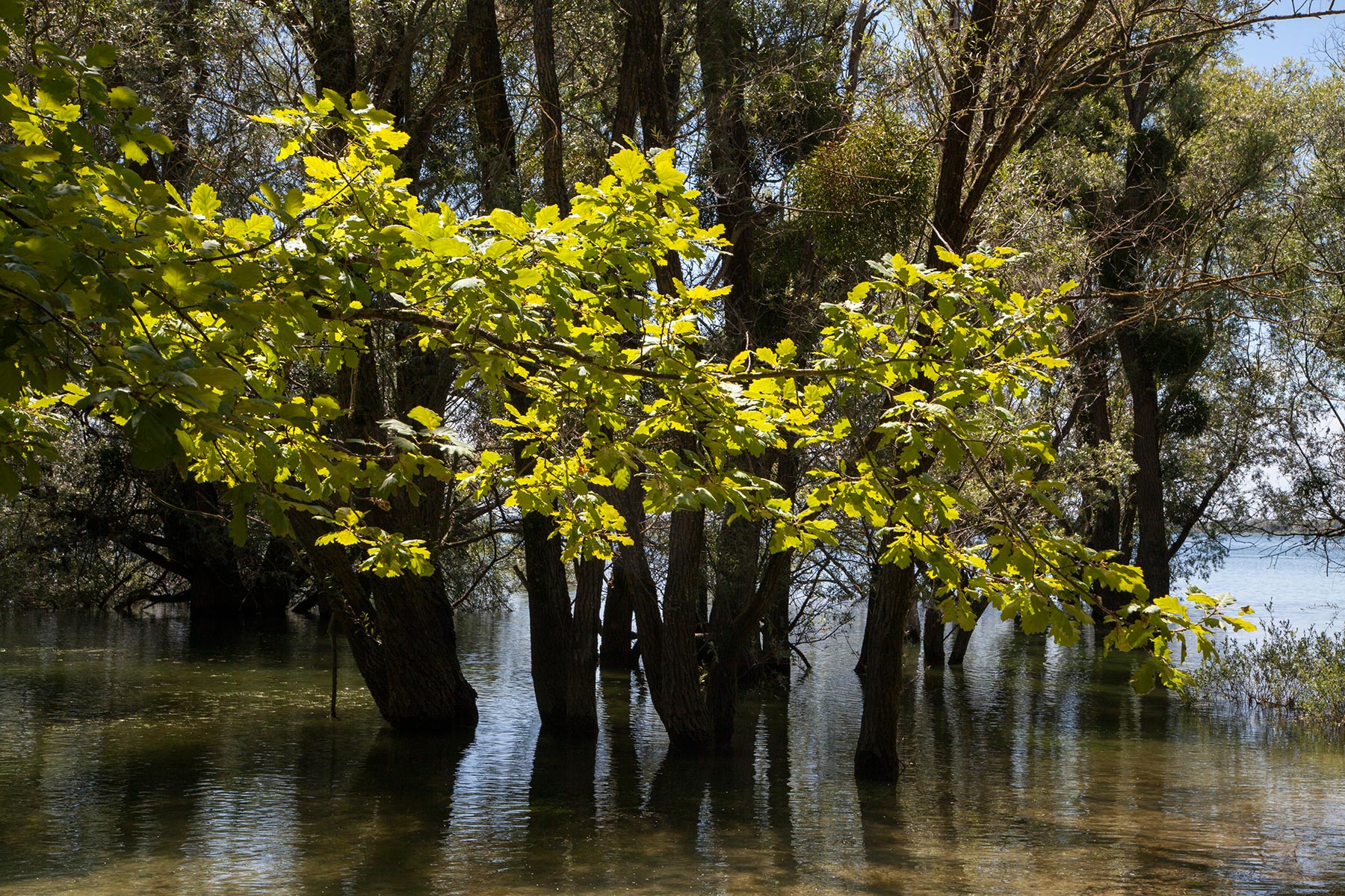 Lac d'Orient, Aube - 2020