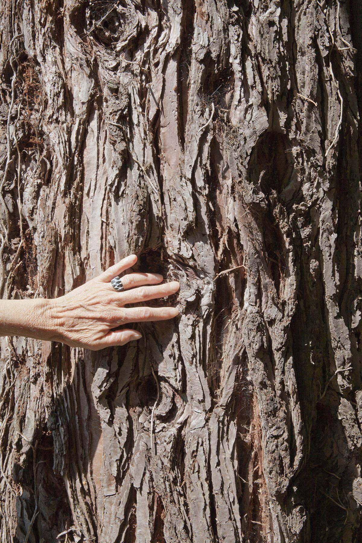 Les Cartes du Vivant - 2019-2022