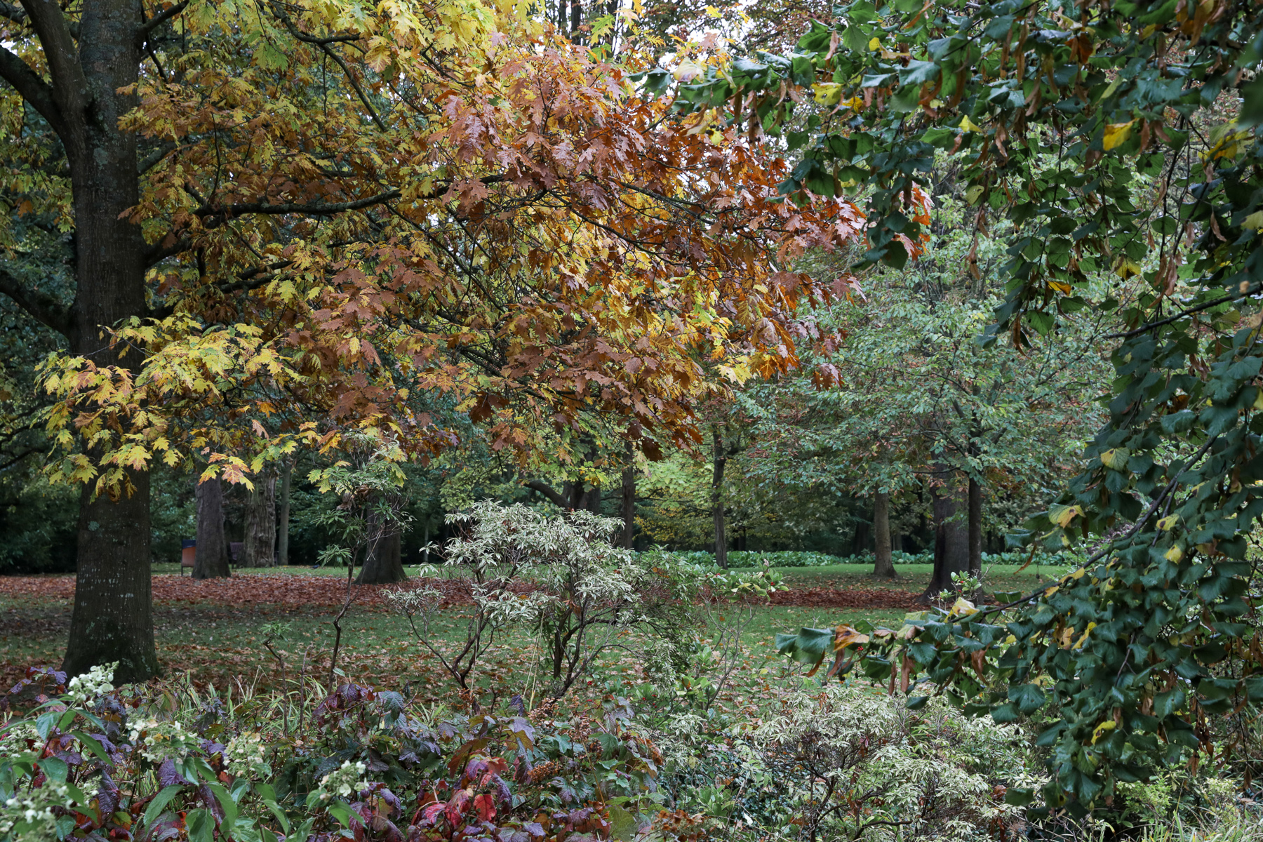 Île Charentonneau - 17/10/2024