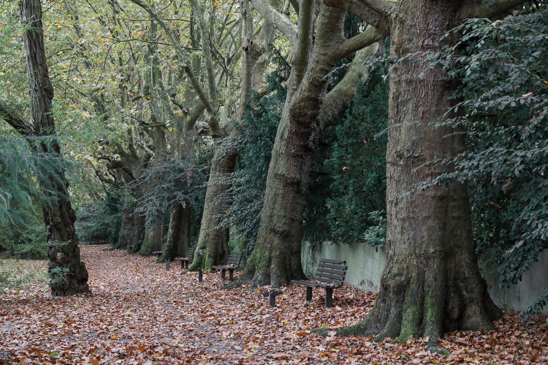 Île Charentonneau - 17/10/2024