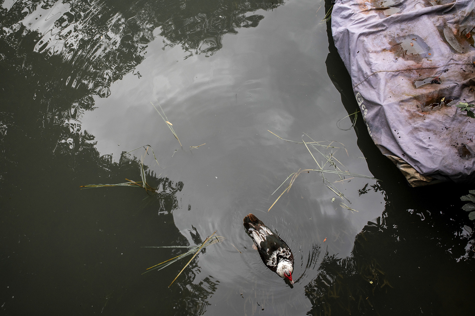 Créteil, Allée des Coucous vers Île de la Gruyère - 25/08/2023