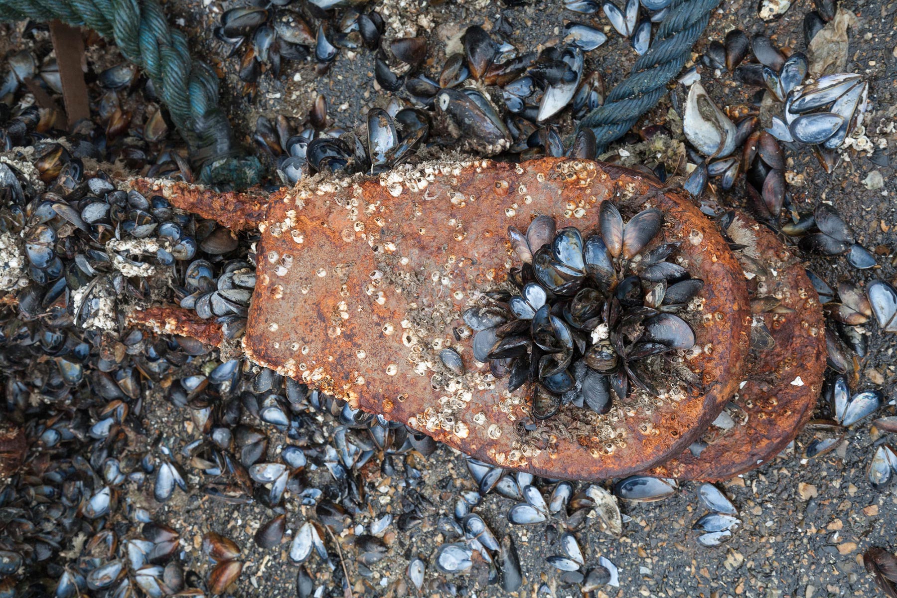 Franciscopolis - 2017