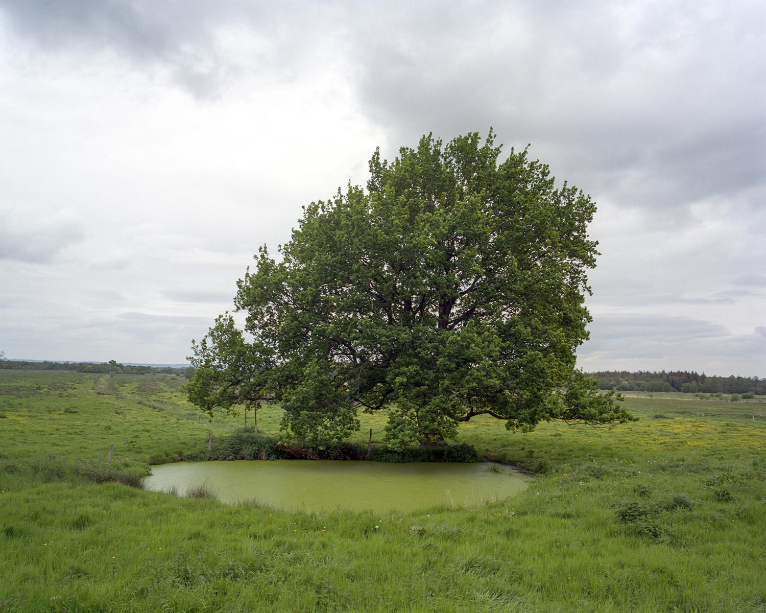 Franciscopolis, Marais Vernier - 2015