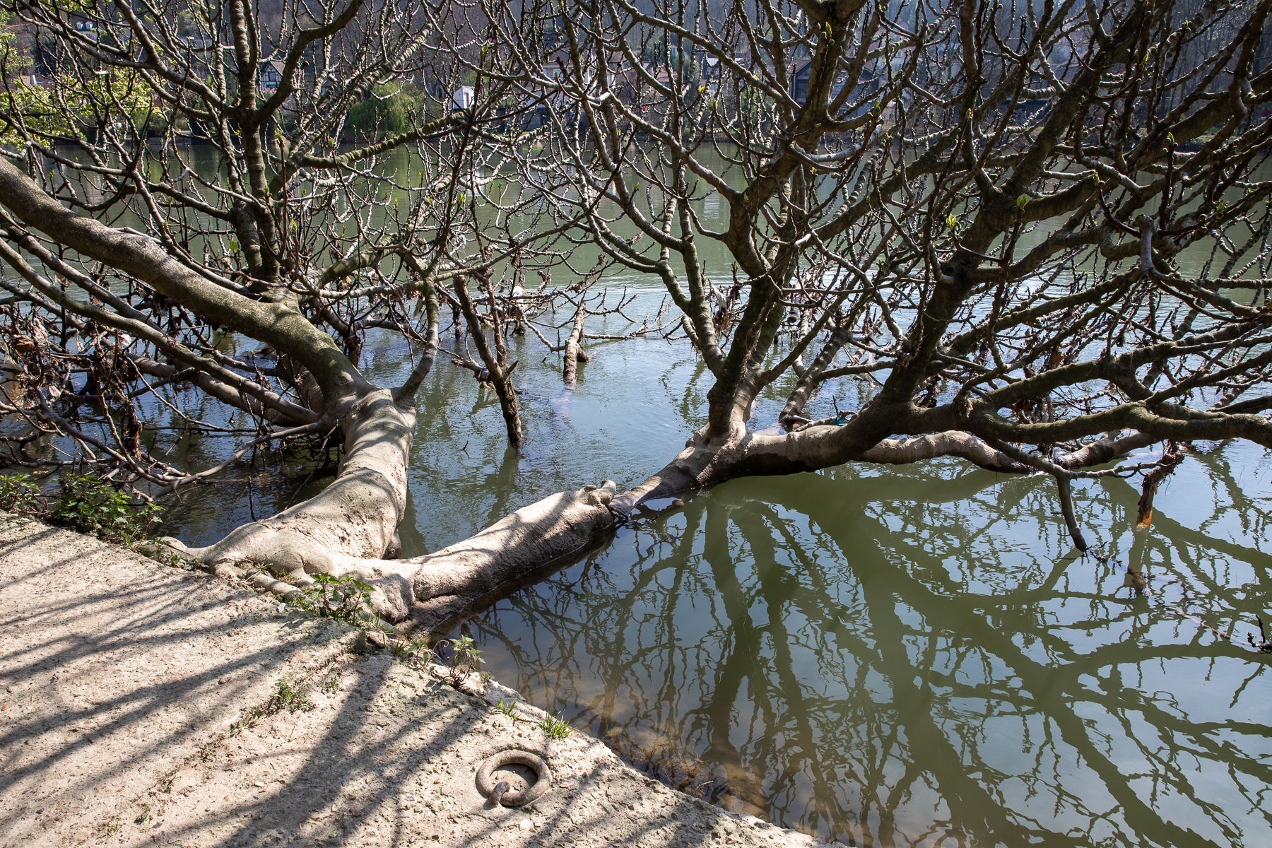 Promenade des Anglais, Saint-Maur-des-Fossés - 22/03/24