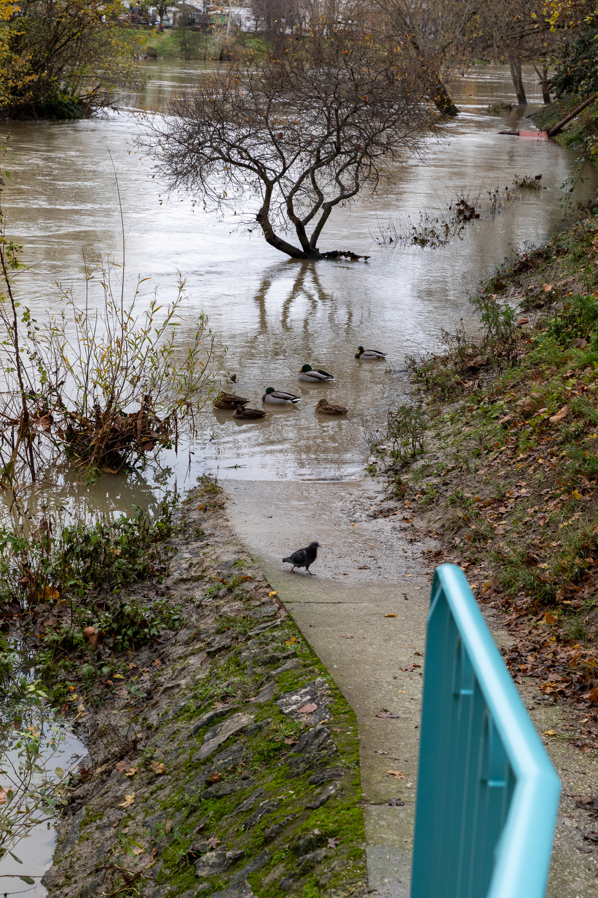 Pont de Champigny-sur-Marne - 07/12/2023