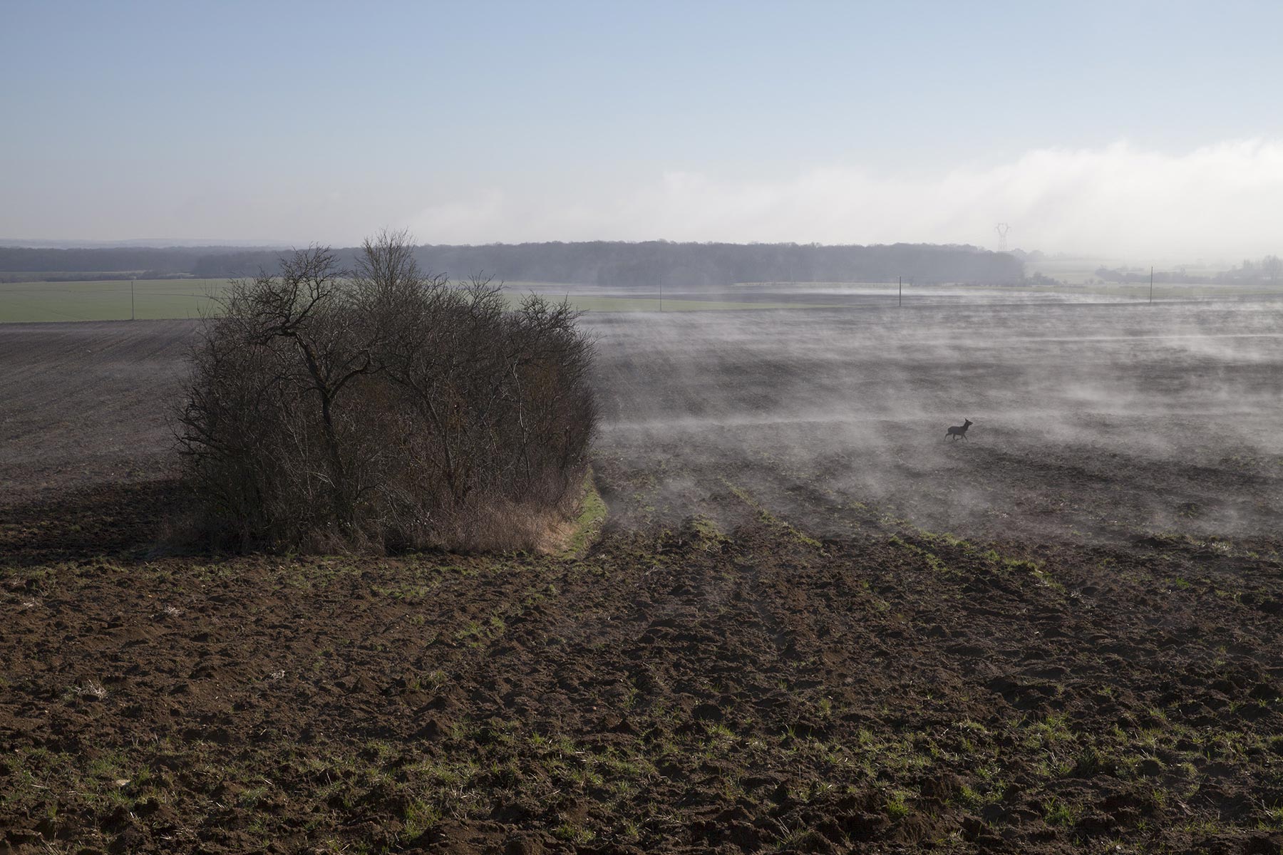 Proche forêt de Liouville-Meuse-2022