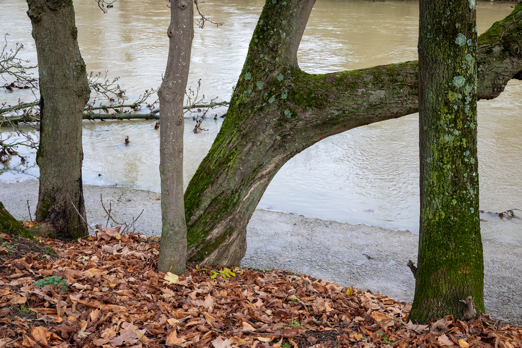 La Marne à Champigny-sur-Marne - 07/12/2023