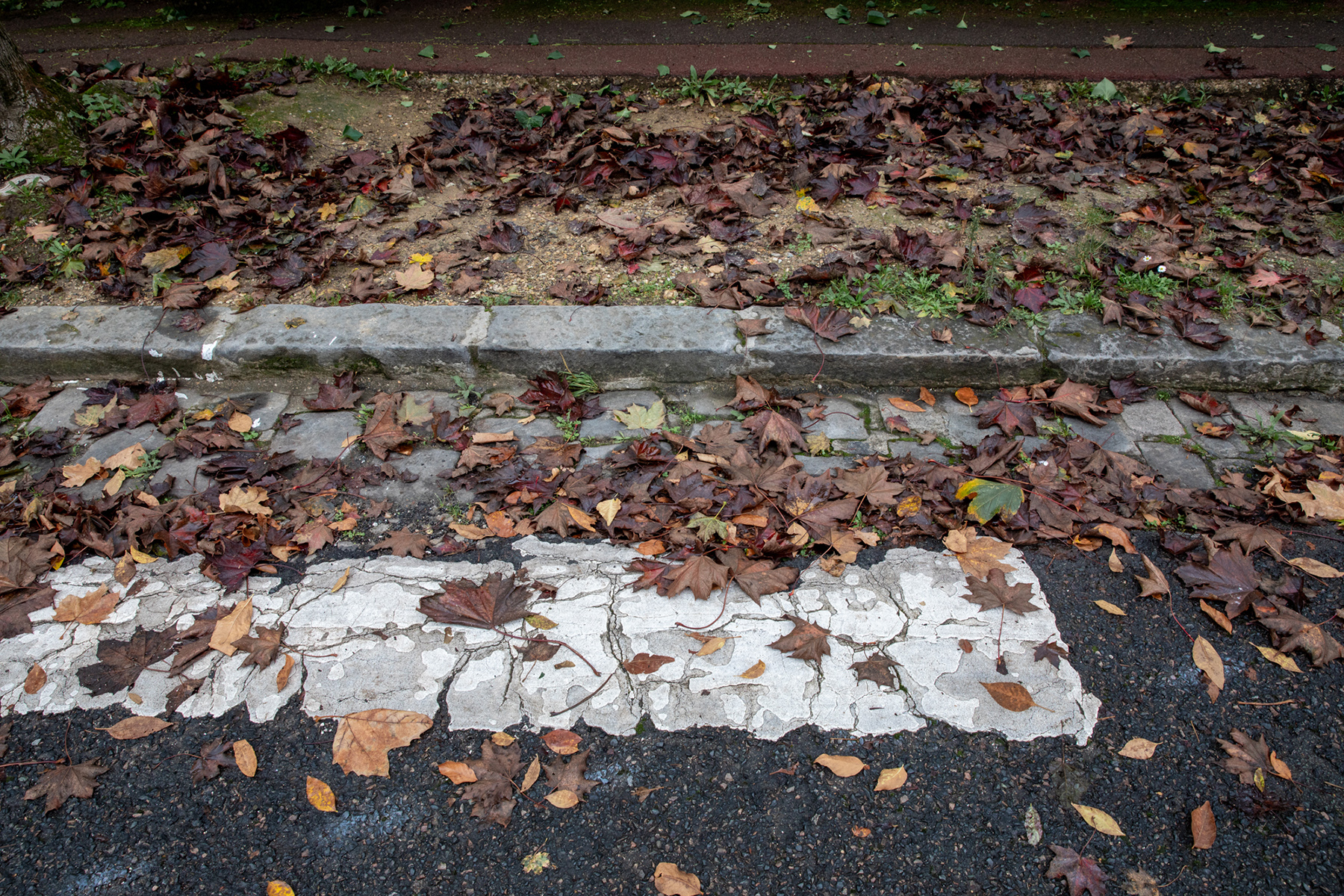 Quai du Parc Saint-Maur-des-Fossés - 18/10/2024