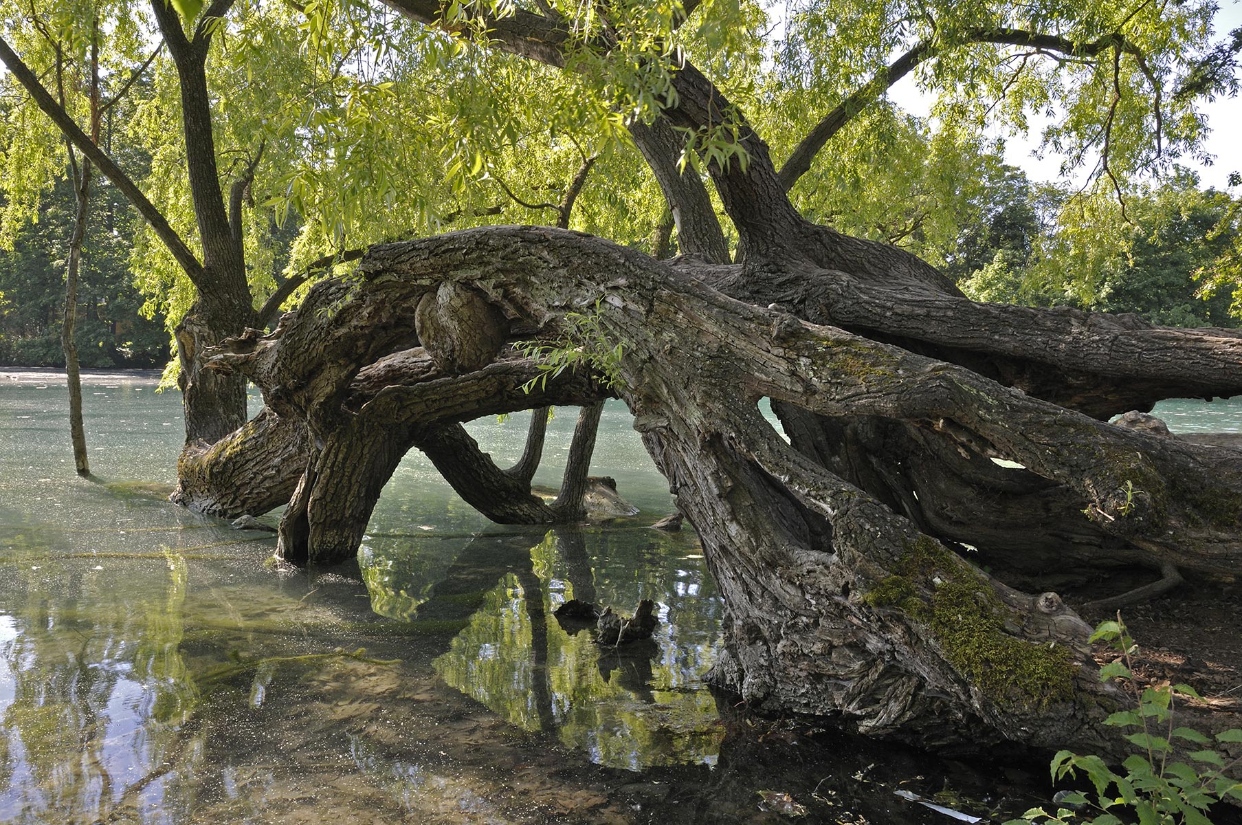 Parc de la Tête d'Or - 2010