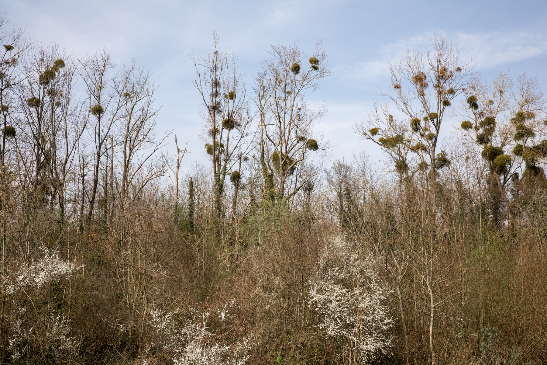 Gournay, Parc départemental de l'Île Haute - 21/03/2024