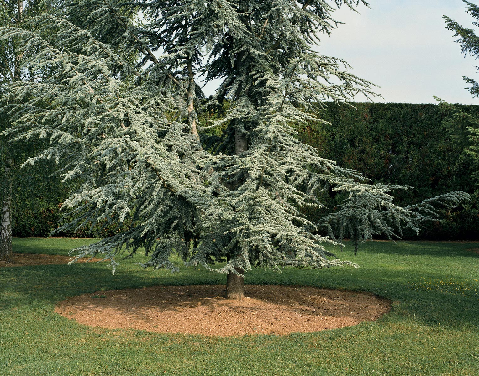 Coupures/Reprises - 2007