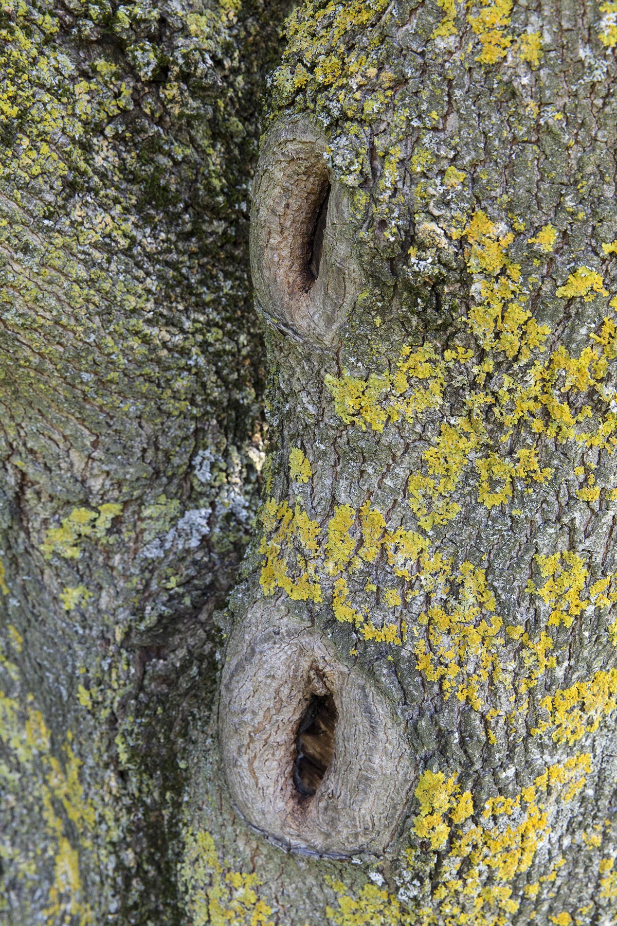 Les Cartes du Vivant - 2019-2022