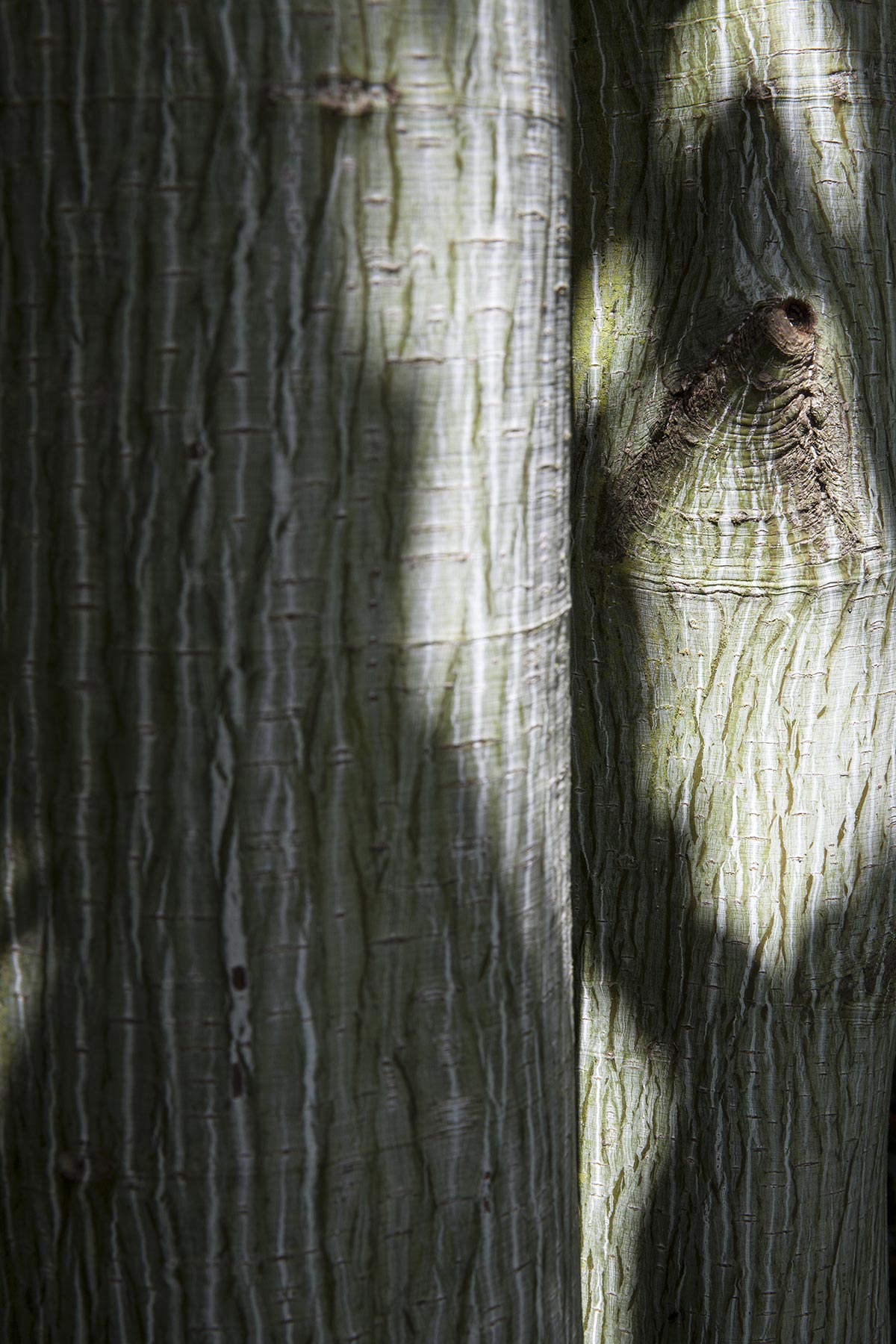 Les Cartes du Vivant - 2019-2022