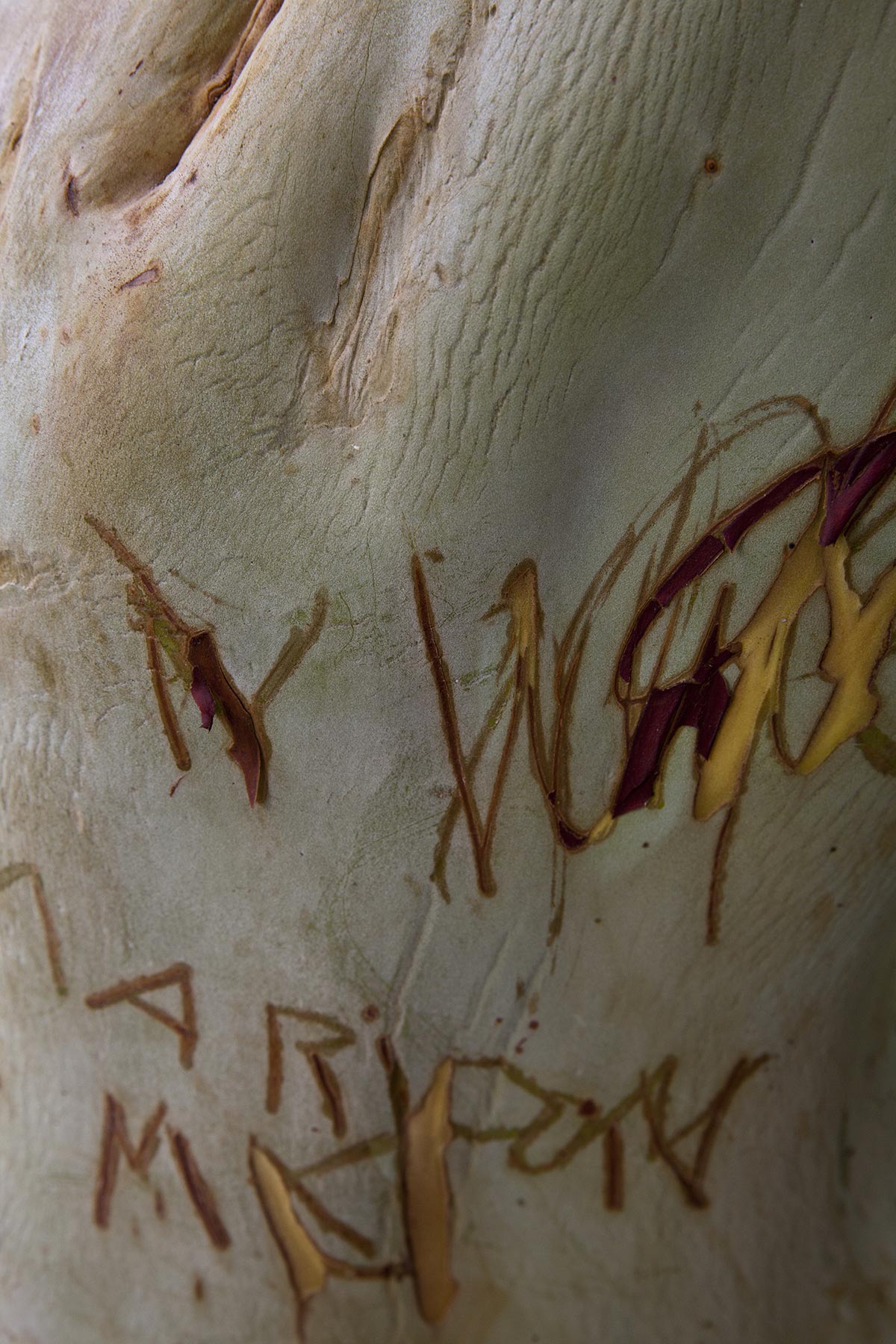 Les Cartes du Vivant - 2019-2022