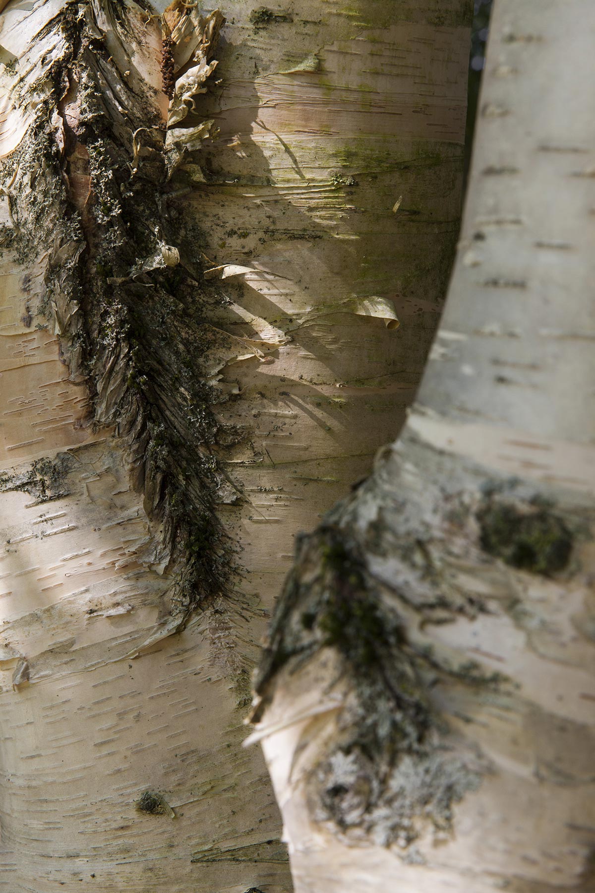 Les Cartes du Vivant - 2019-2022