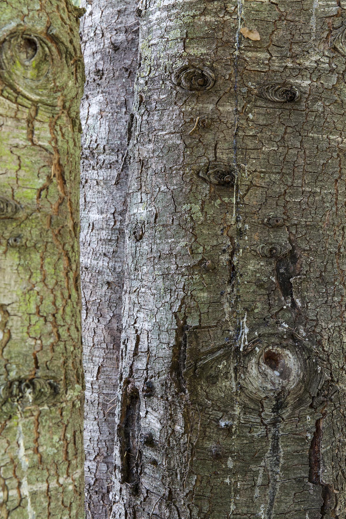 Les Cartes du Vivant - 2019-2022