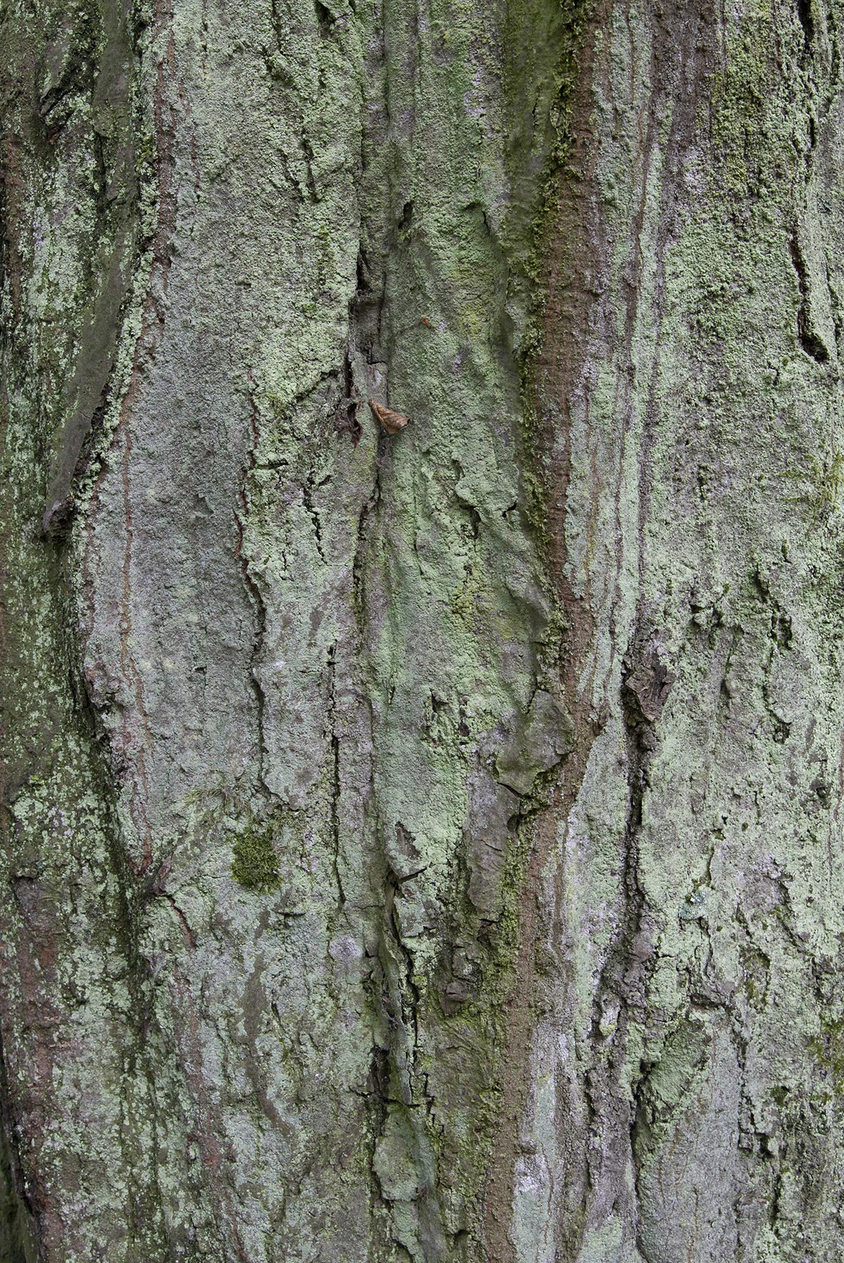 Les Cartes du Vivant - 2019-2022