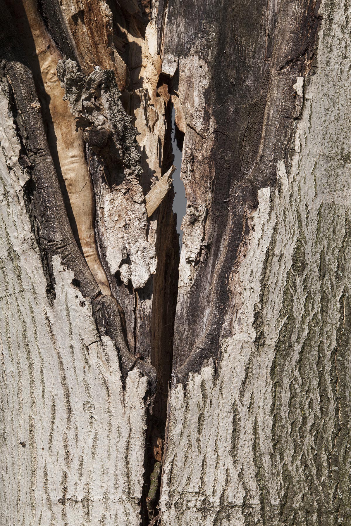 Les Cartes du Vivant - 2019-2022