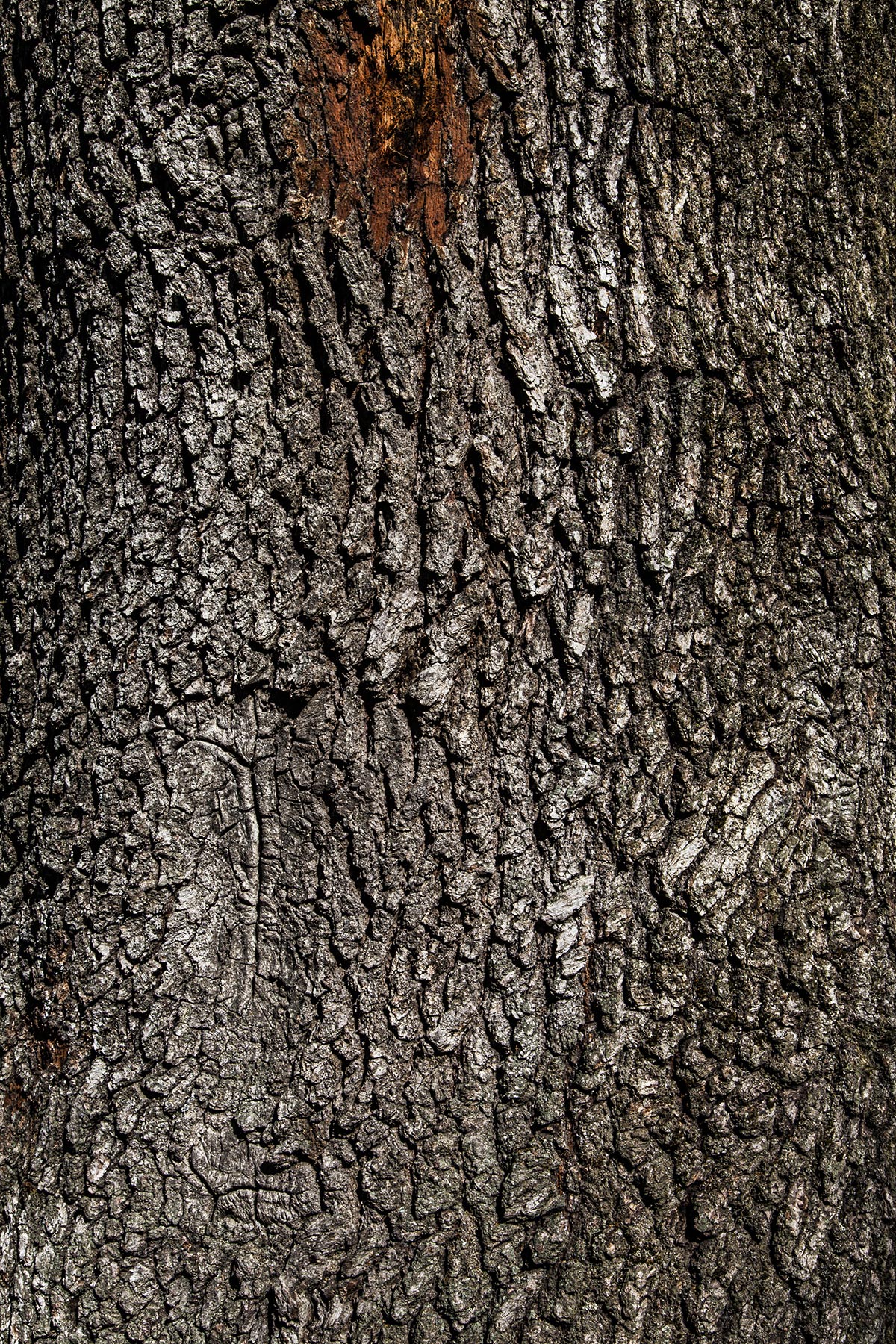 Les Cartes du Vivant - 2019-2022