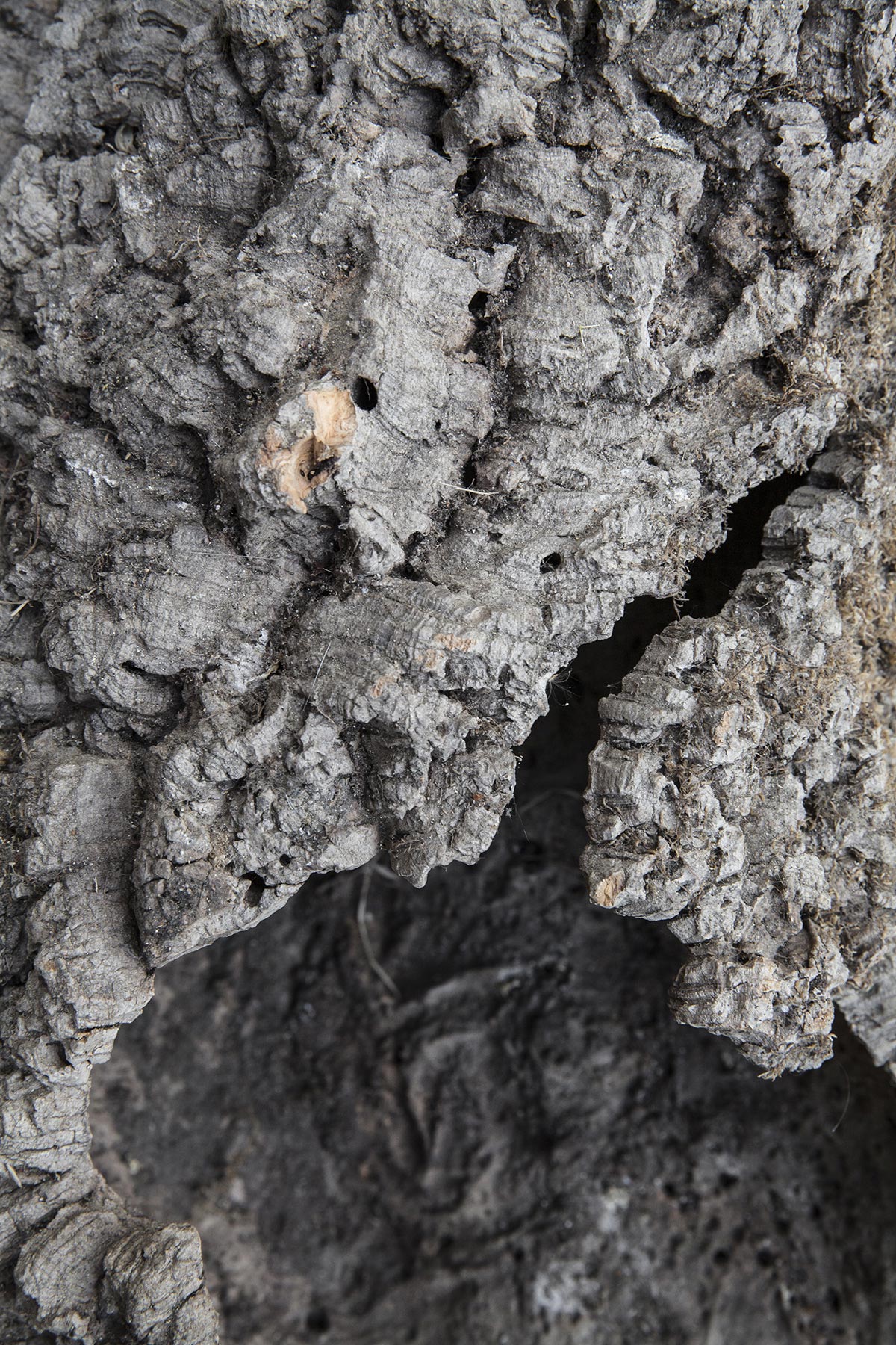 Les Cartes du Vivant - 2019-2022