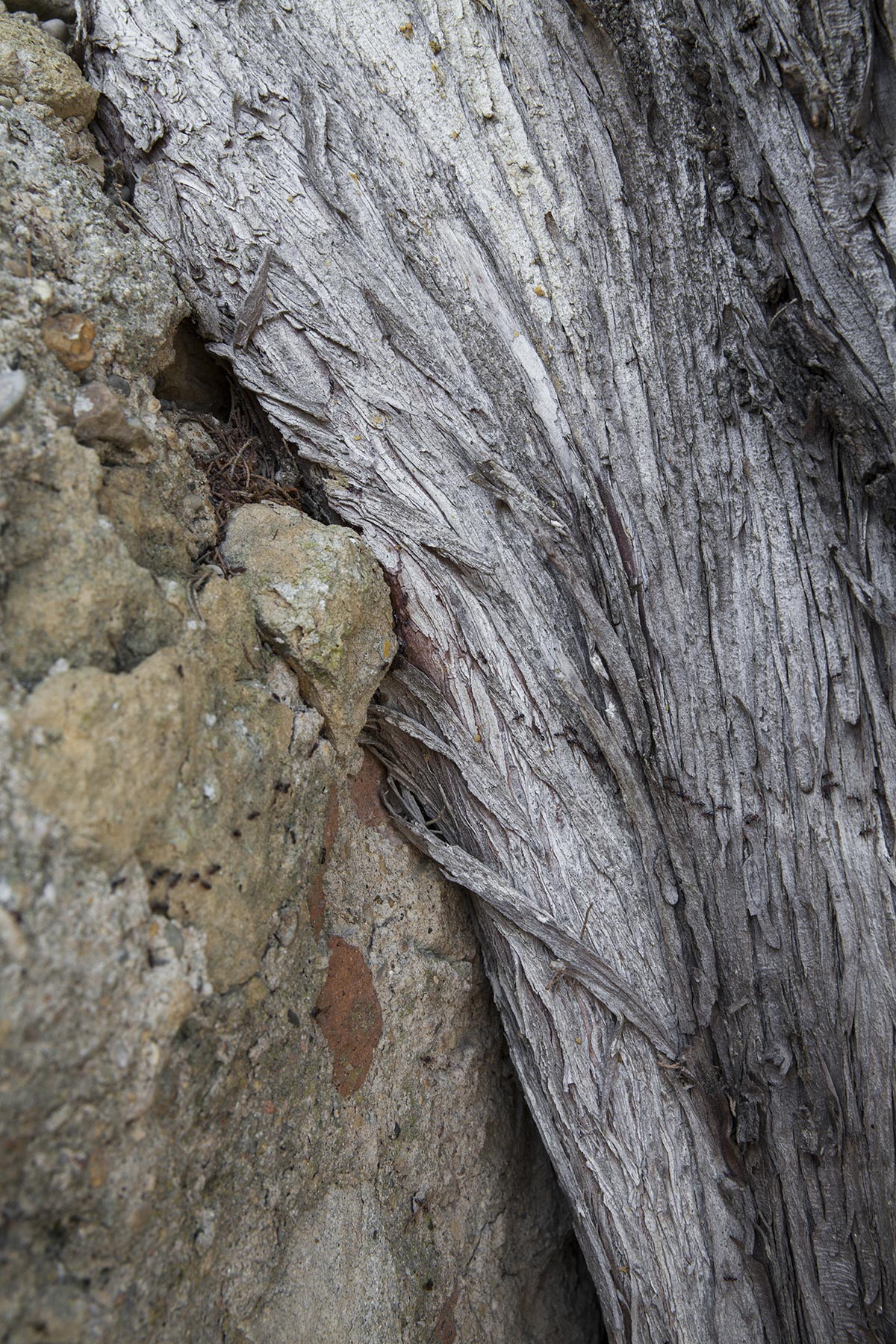 Les Cartes du Vivant - 2019-2022