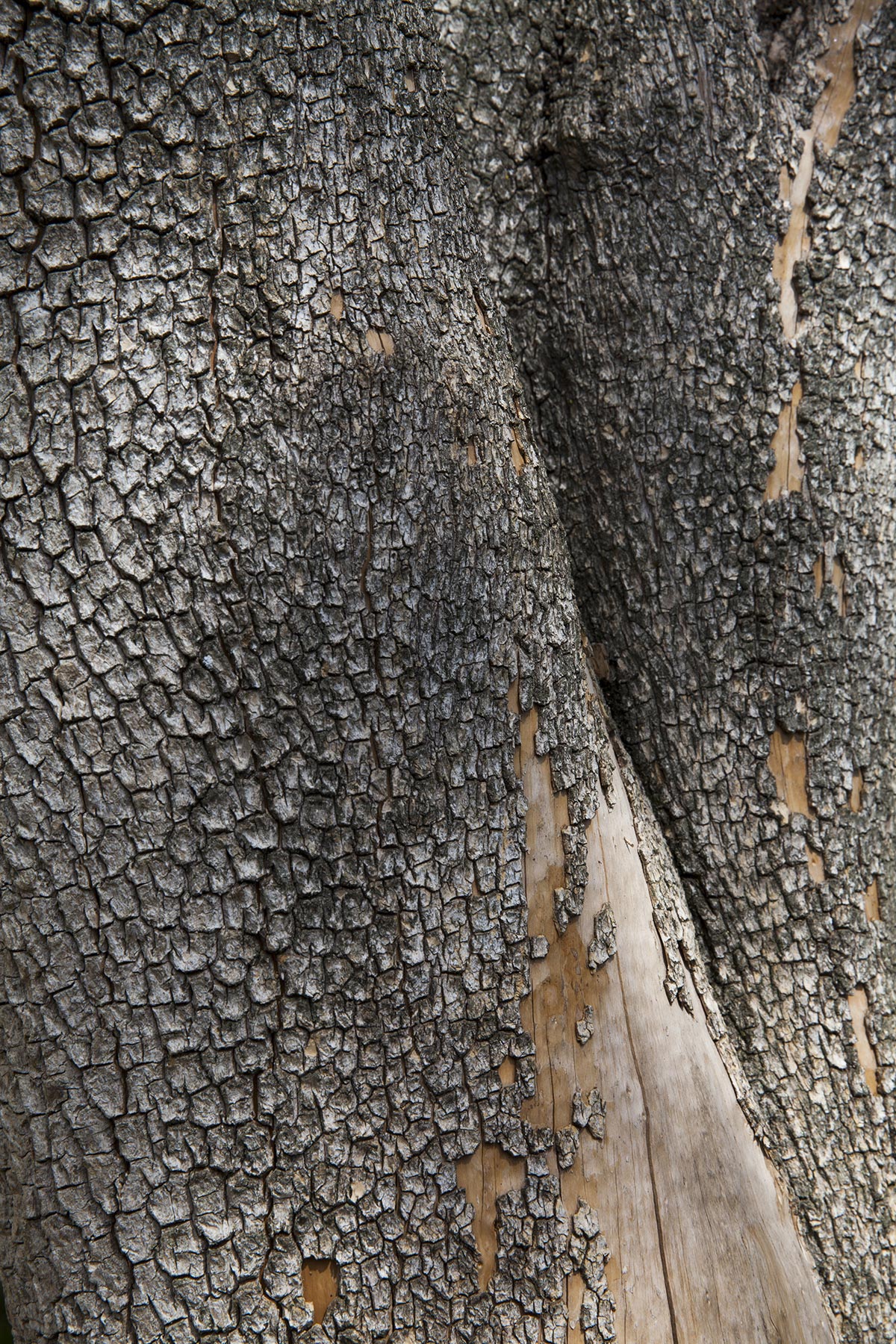 Les Cartes du Vivant - 2019-2022