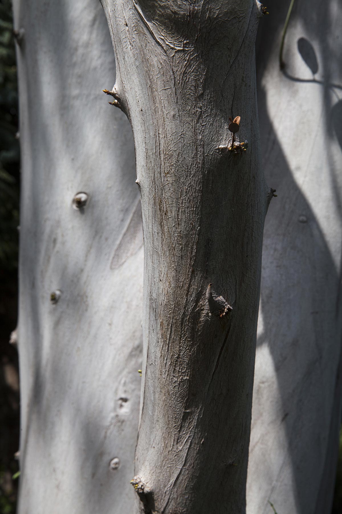 Les Cartes du Vivant - 2019-2022