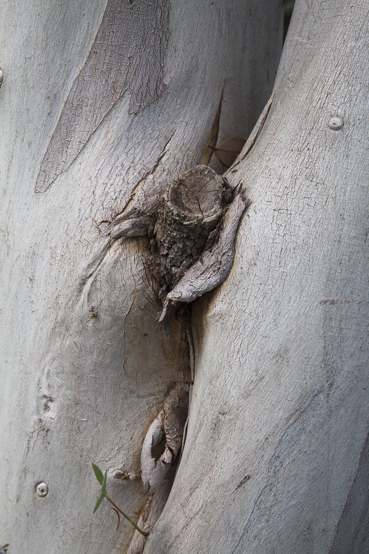 Les Cartes du Vivant - 2019-2022