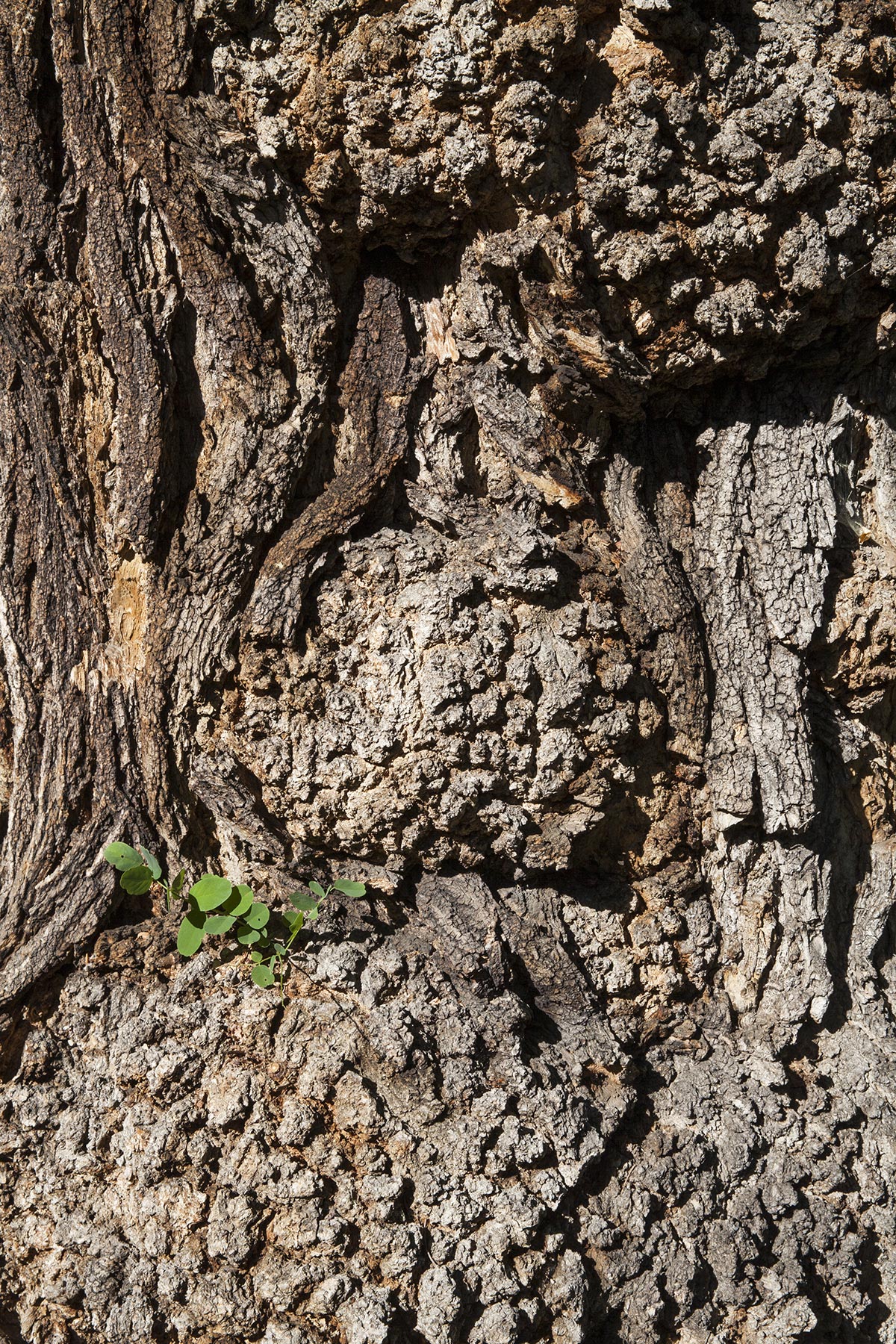 Les Cartes du Vivant - 2019-2022