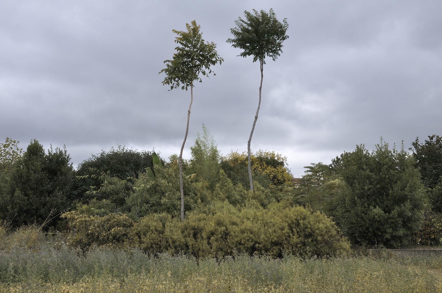 Jardin ENS de Gilles Clément - 2010