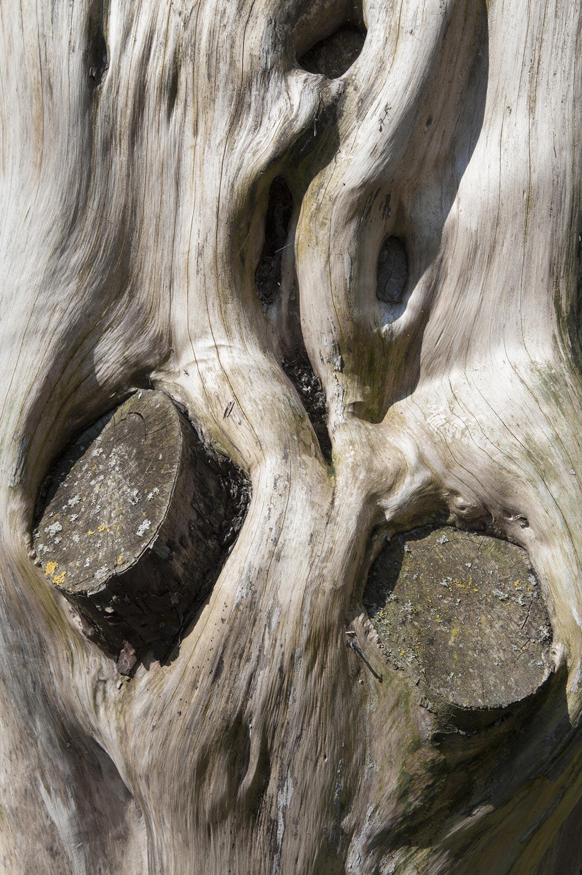 Les Cartes du Vivant - 2019-2022