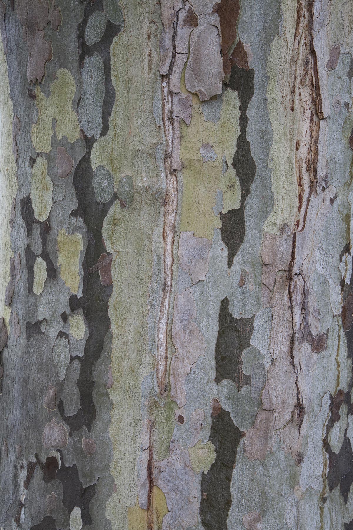 Les Cartes du Vivant - 2019-2022