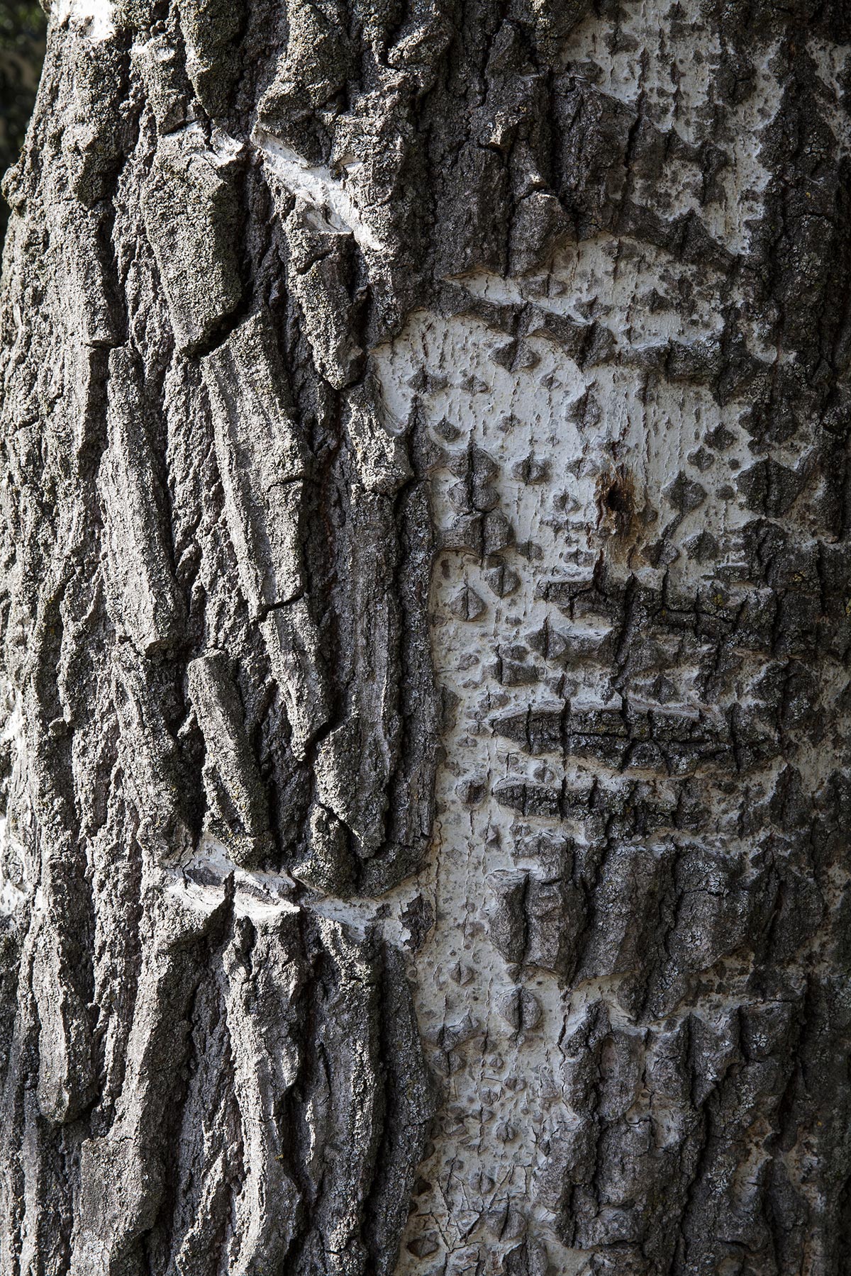 Les Cartes du Vivant - 2019-2022