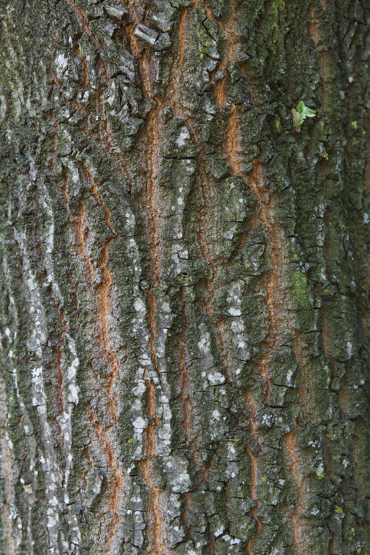 Les Cartes du Vivant - 2019-2022