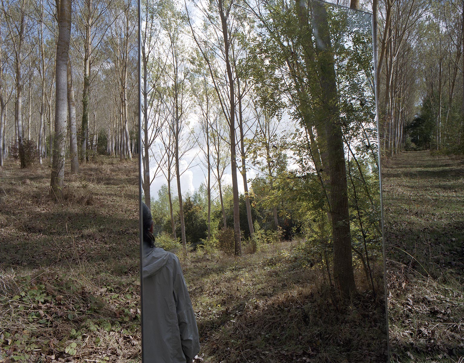 Surfaces-de-contact, peupliers Céline - 2009