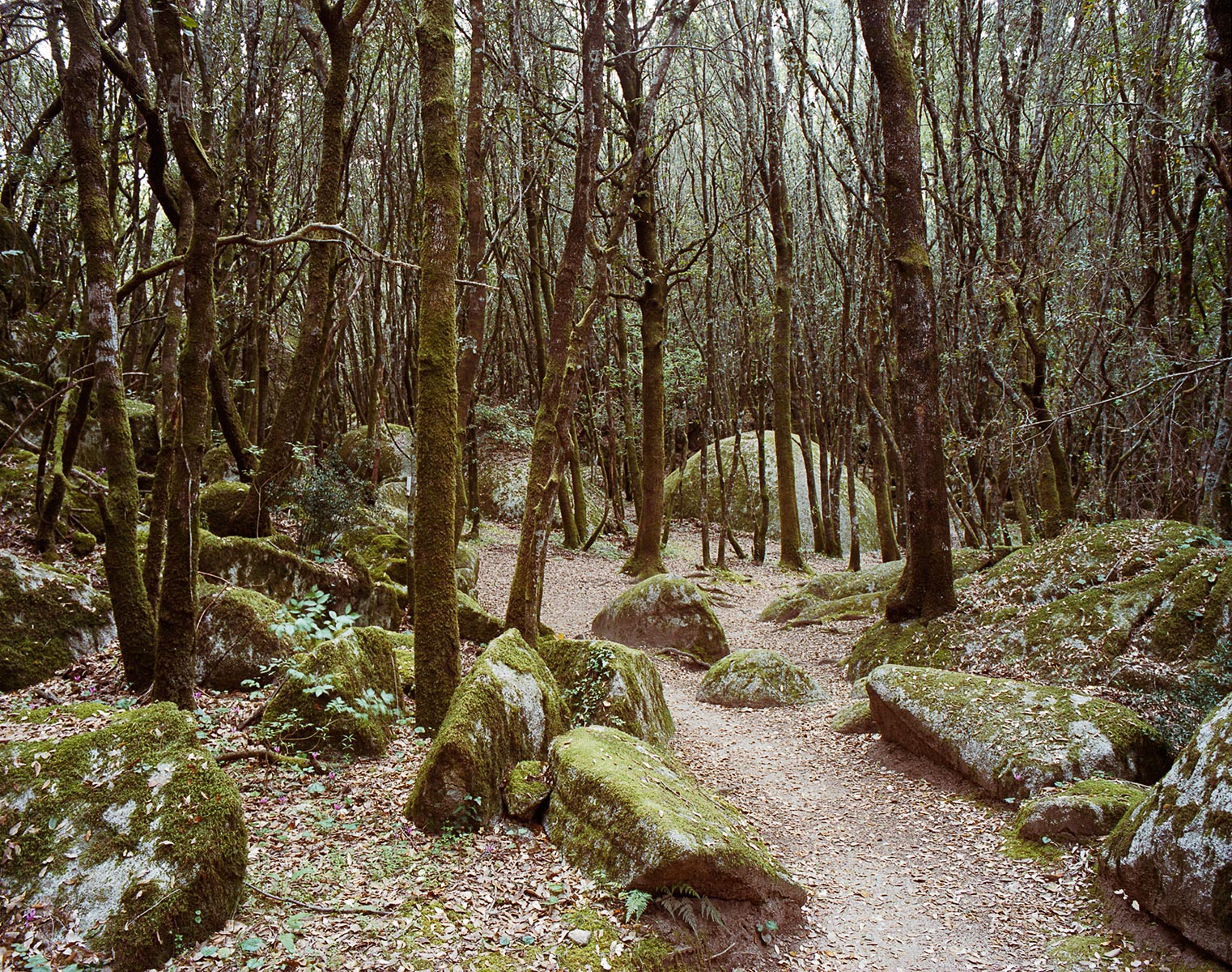 Tel quel, Chemin Cucuruzzu, Corse - 2011