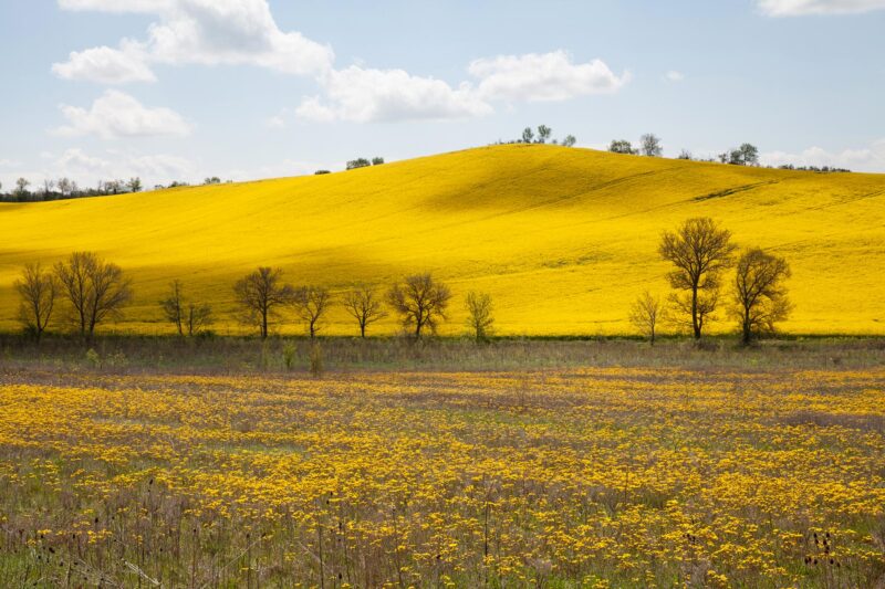 Tel quel, Côte Belflou Lauragais - 2023