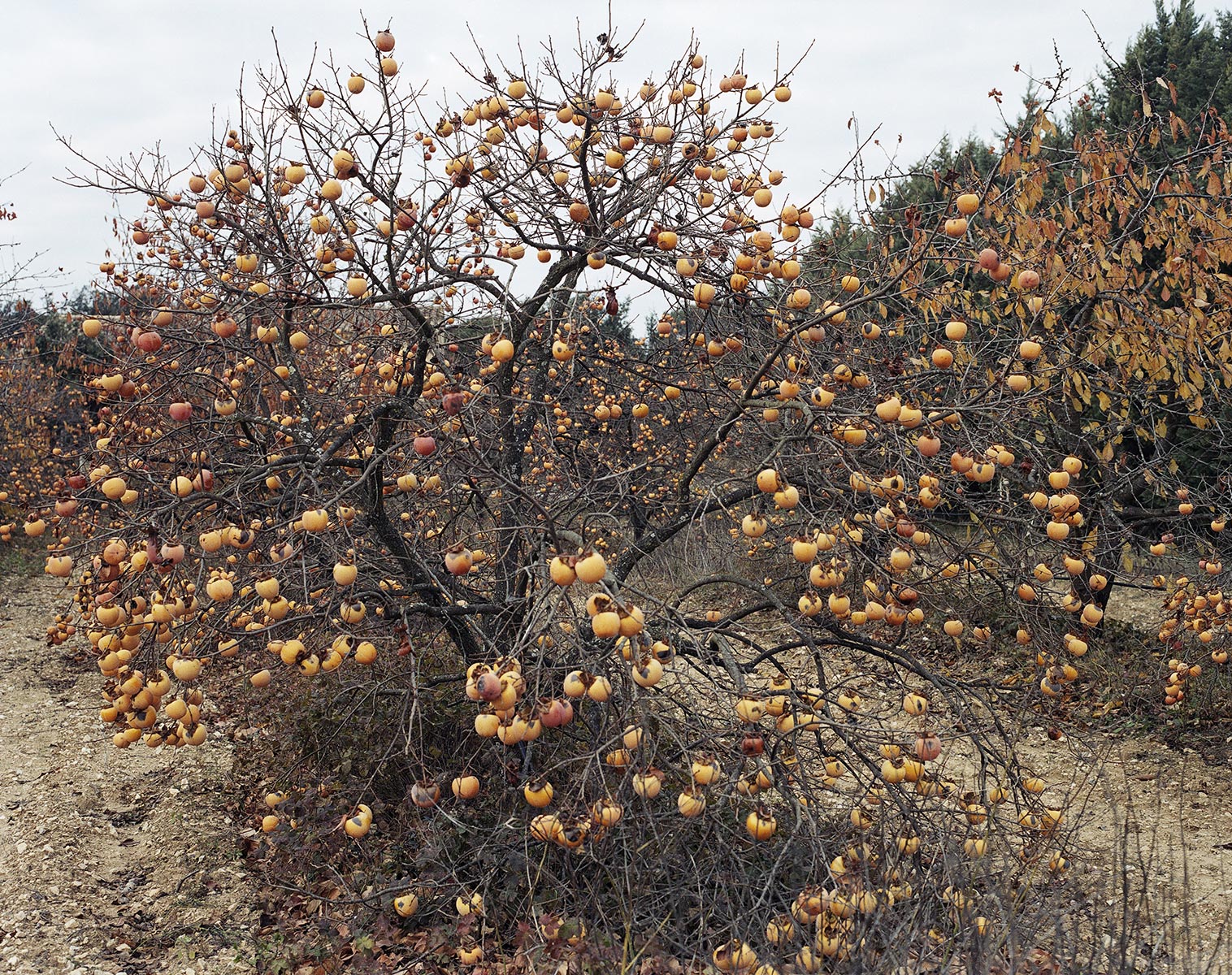 Tel quel, Eygalières - 2004