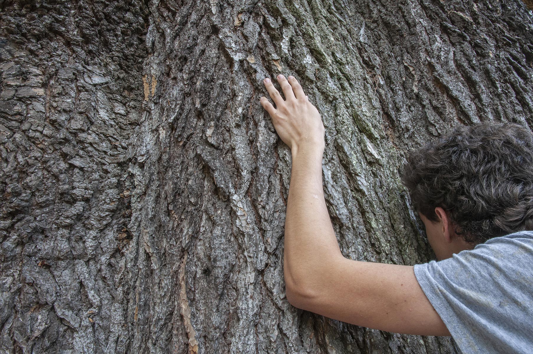 Tel quel, Gabriel et l'arbre qui sent le chocolat - 2015