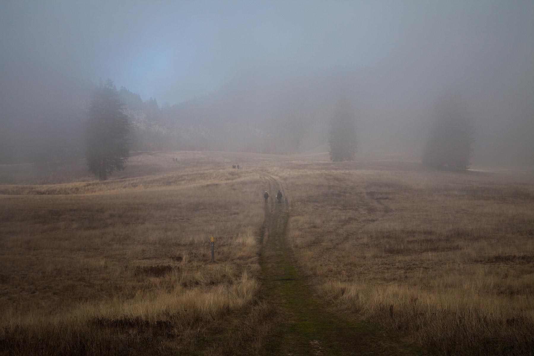 Tel quel , Herbouilly, Vercors - 2019