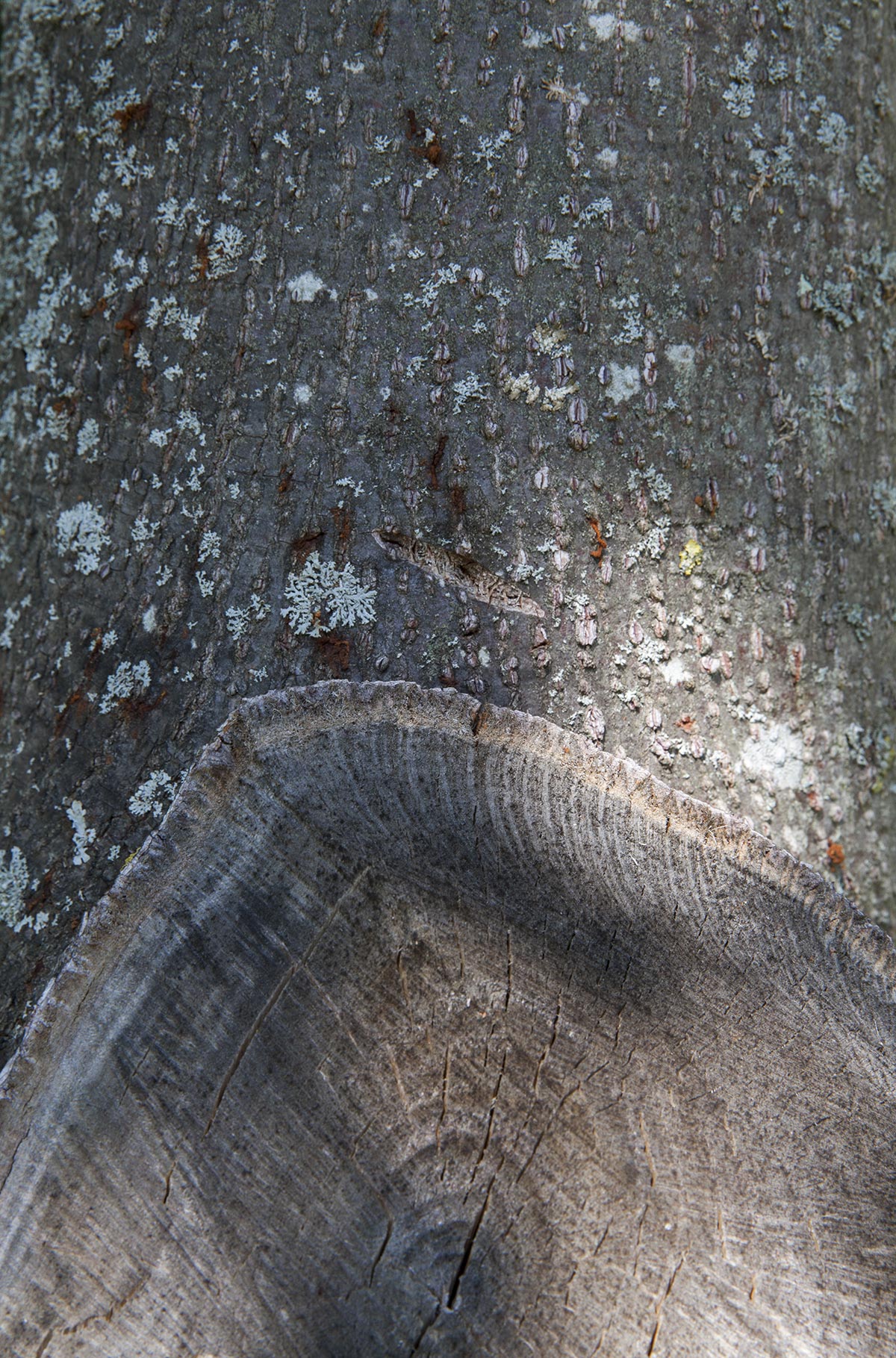 Les Cartes du Vivant - 2019-2022