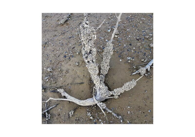 Galaxies - 2015-2024