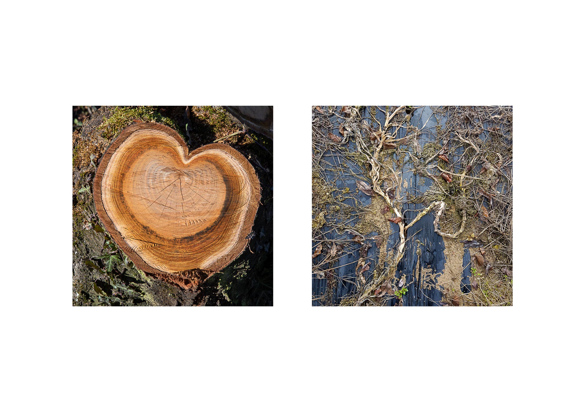 Galaxies - 2015-2024