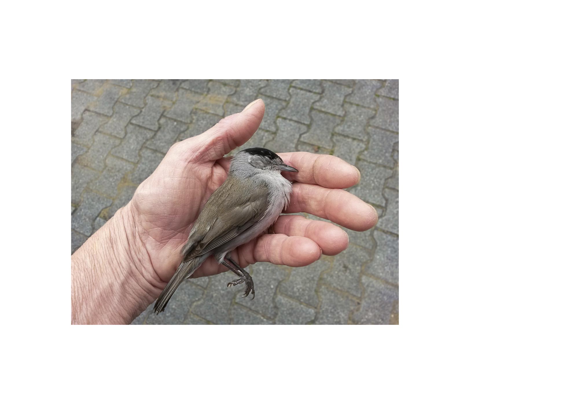 Galaxies - 2015-2024