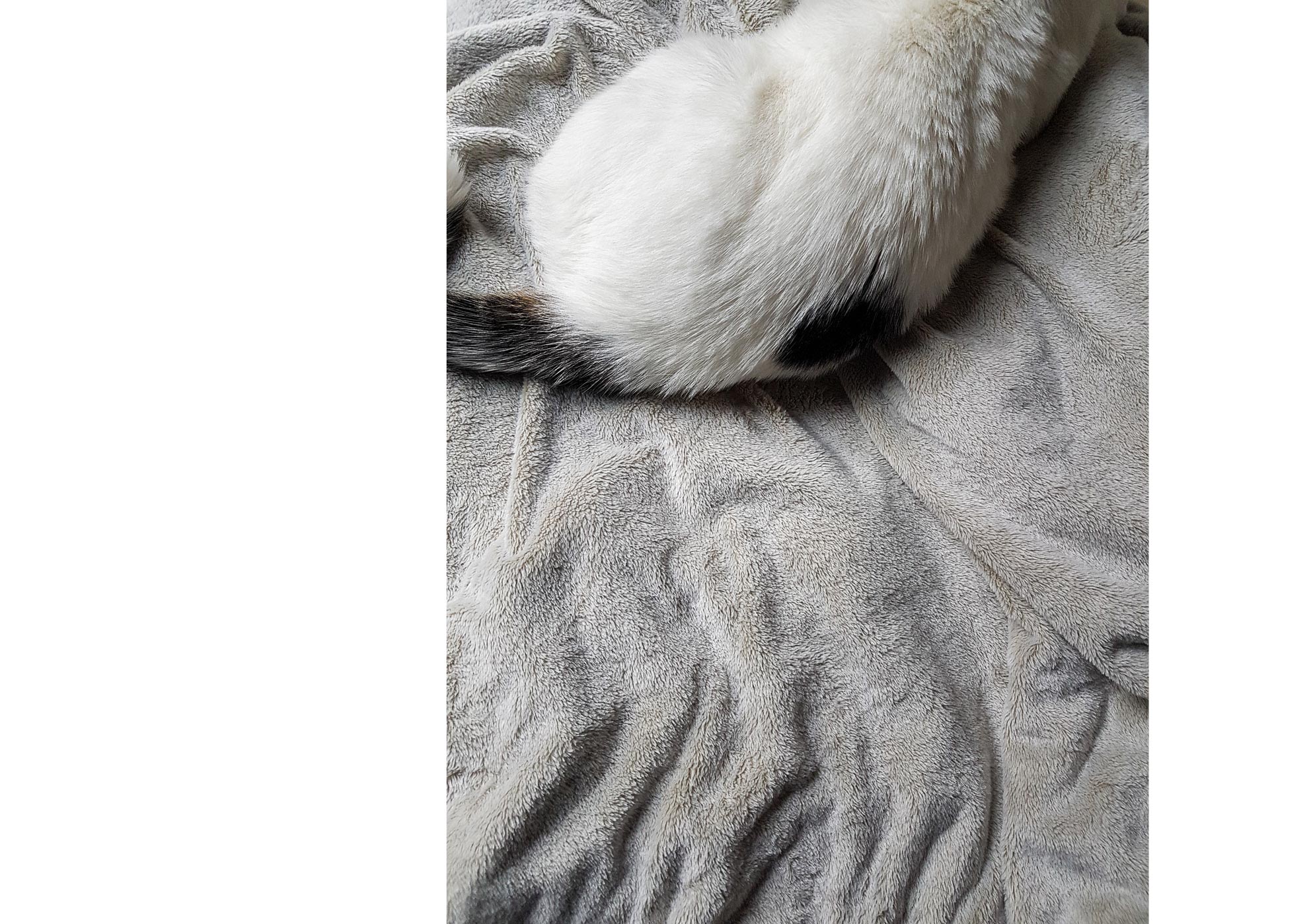 Galaxies - 2015-2024