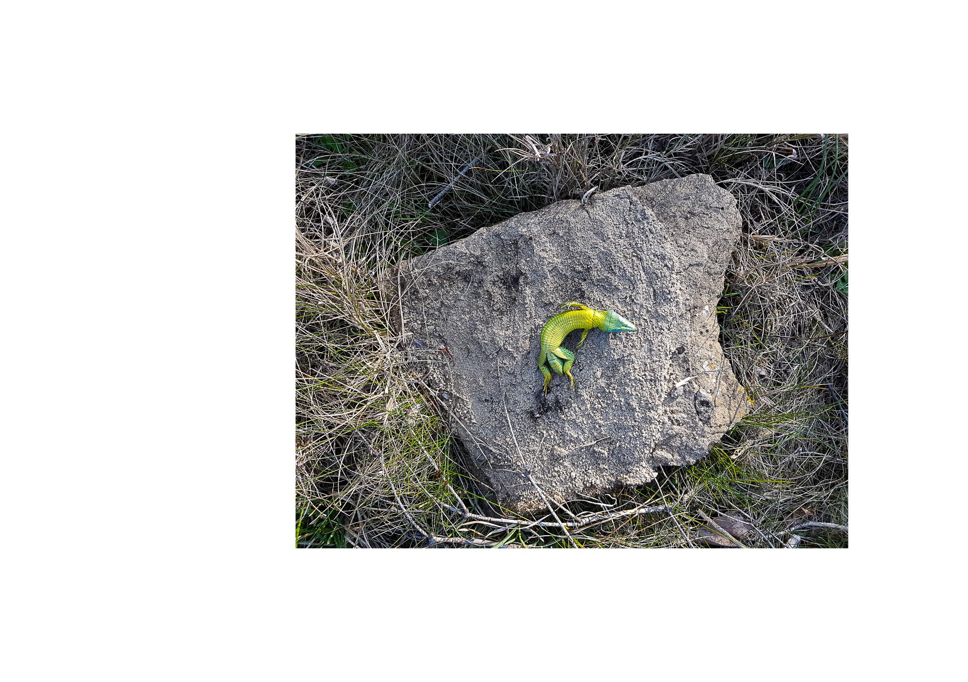 Galaxies - 2015-2024