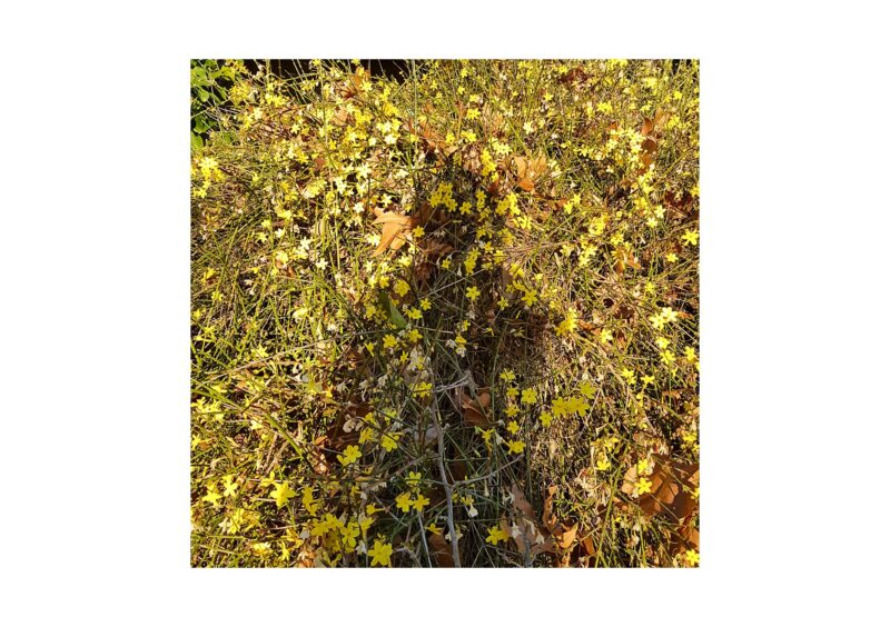 Galaxies - 2015-2024